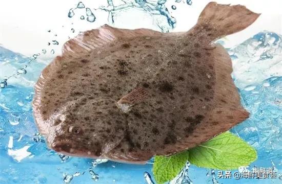 海鲜种类有哪些最好吃的是哪种(市场常见的102种海鲜)(63)