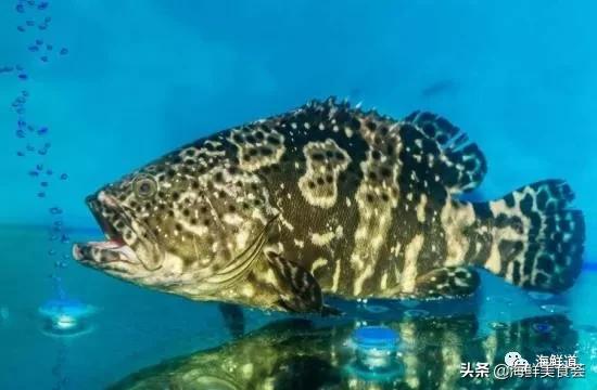 海鲜种类有哪些最好吃的是哪种(市场常见的102种海鲜)(4)