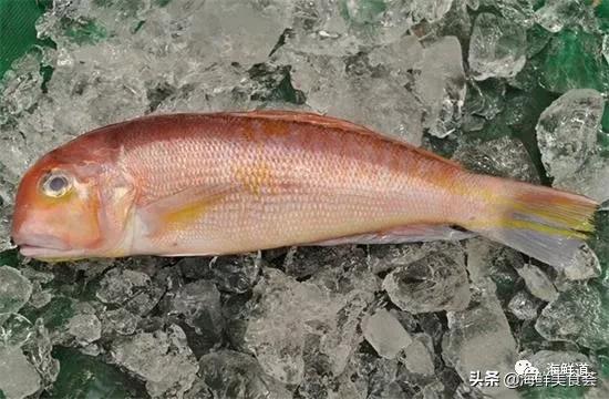 海鲜种类有哪些最好吃的是哪种(市场常见的102种海鲜)(82)