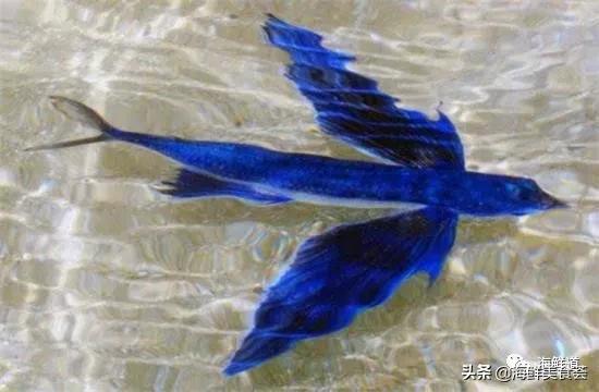 海鲜种类有哪些最好吃的是哪种(市场常见的102种海鲜)(94)