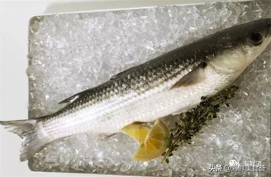 海鲜种类有哪些最好吃的是哪种(市场常见的102种海鲜)(95)