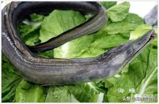 海鲜种类有哪些最好吃的是哪种(市场常见的102种海鲜)(72)