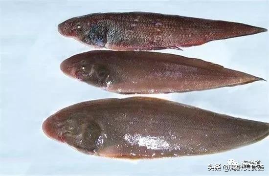 海鲜种类有哪些最好吃的是哪种(市场常见的102种海鲜)(46)