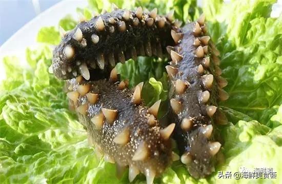 海鲜种类有哪些最好吃的是哪种(市场常见的102种海鲜)(10)