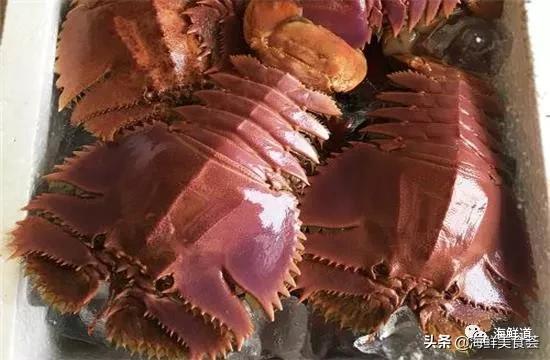 海鲜种类有哪些最好吃的是哪种(市场常见的102种海鲜)(29)