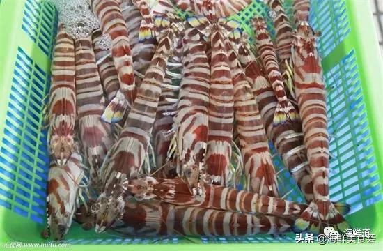 海鲜种类有哪些最好吃的是哪种(市场常见的102种海鲜)(51)