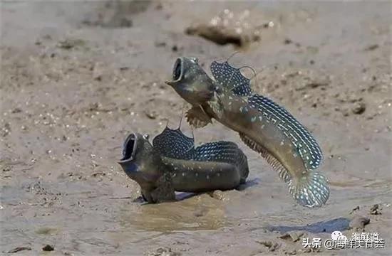 海鲜种类有哪些最好吃的是哪种(市场常见的102种海鲜)(93)