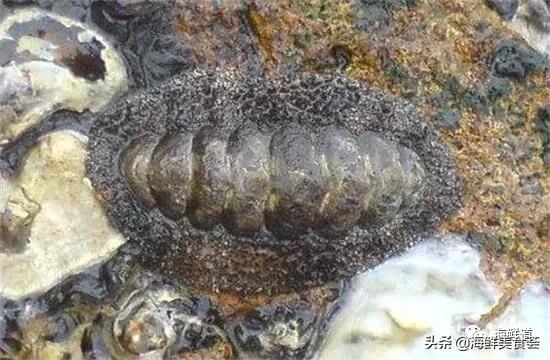 海鲜种类有哪些最好吃的是哪种(市场常见的102种海鲜)(91)