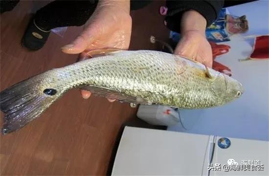 海鲜种类有哪些最好吃的是哪种(市场常见的102种海鲜)(36)