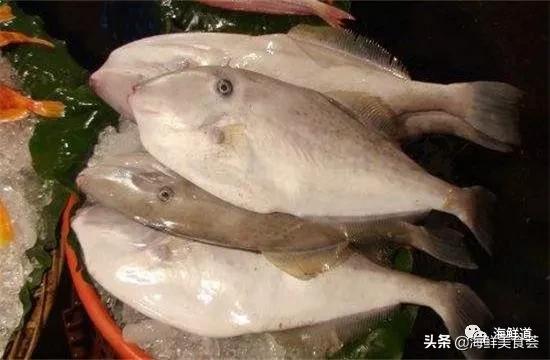 海鲜种类有哪些最好吃的是哪种(市场常见的102种海鲜)(54)