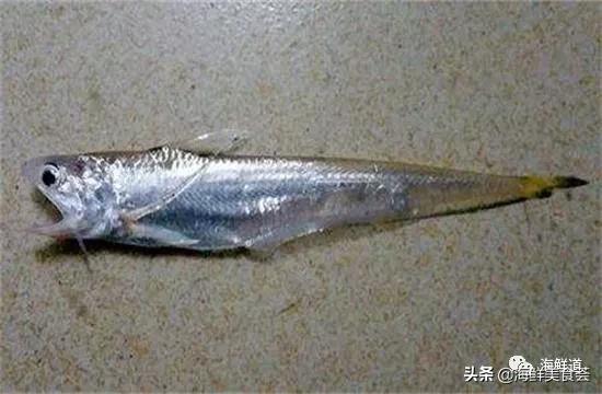 海鲜种类有哪些最好吃的是哪种(市场常见的102种海鲜)(64)