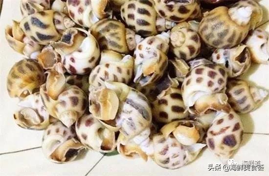 海鲜种类有哪些最好吃的是哪种(市场常见的102种海鲜)(41)