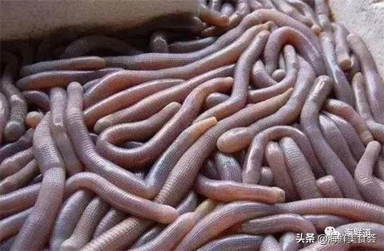 海鲜种类有哪些最好吃的是哪种(市场常见的102种海鲜)(19)