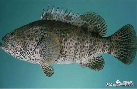 海鲜种类有哪些最好吃的是哪种(市场常见的102种海鲜)(3)