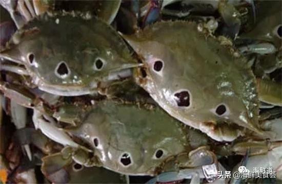 海鲜种类有哪些最好吃的是哪种(市场常见的102种海鲜)(38)