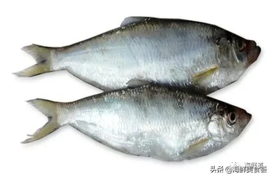 海鲜种类有哪些最好吃的是哪种(市场常见的102种海鲜)(81)