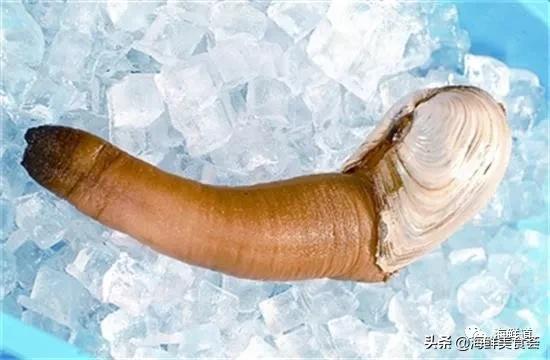 海鲜种类有哪些最好吃的是哪种(市场常见的102种海鲜)(9)