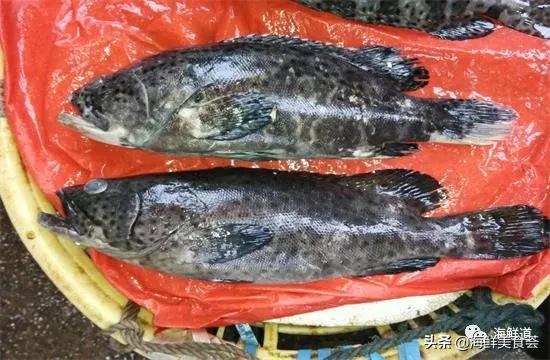 海鲜种类有哪些最好吃的是哪种(市场常见的102种海鲜)(6)