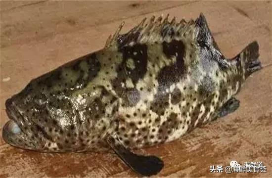 海鲜种类有哪些最好吃的是哪种(市场常见的102种海鲜)(2)