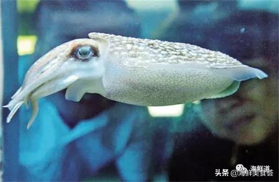 海鲜种类有哪些最好吃的是哪种(市场常见的102种海鲜)(96)