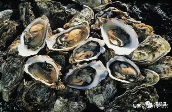 海鲜种类有哪些最好吃的是哪种(市场常见的102种海鲜)(85)