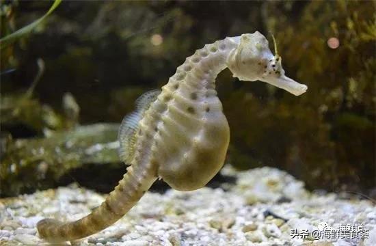 海鲜种类有哪些最好吃的是哪种(市场常见的102种海鲜)(71)