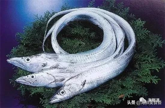 海鲜种类有哪些最好吃的是哪种(市场常见的102种海鲜)(60)