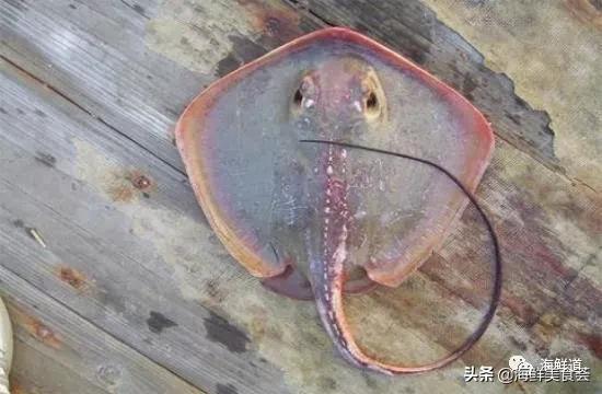 海鲜种类有哪些最好吃的是哪种(市场常见的102种海鲜)(57)