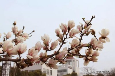 岛城扬中,花城扬中