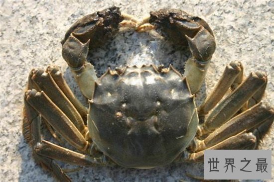 爬行动物有哪些?蚯蚓没有骨头可做药材