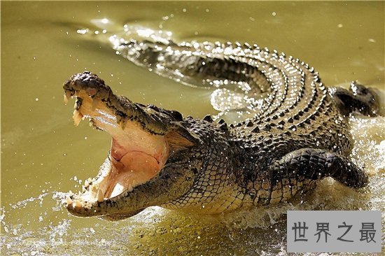 爬行动物有哪些?蚯蚓没有骨头可做药材