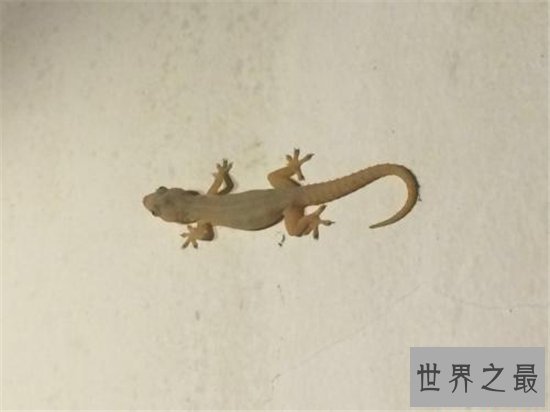 爬行动物有哪些?蚯蚓没有骨头可做药材