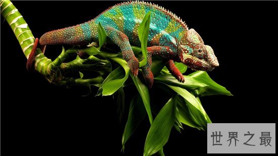 爬行动物有哪些?蚯蚓没有骨头可做药材