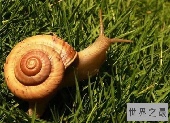 爬行动物有哪些?蚯蚓没有骨头可做药材