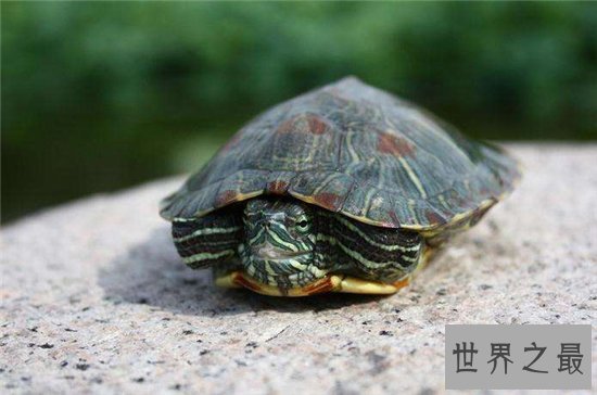 爬行动物有哪些?蚯蚓没有骨头可做药材