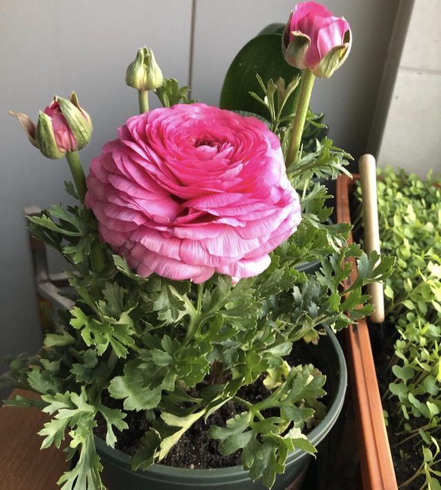 邻居种了1盆“芹菜”,却开出了“牡丹花”,花苞又大又鲜艳