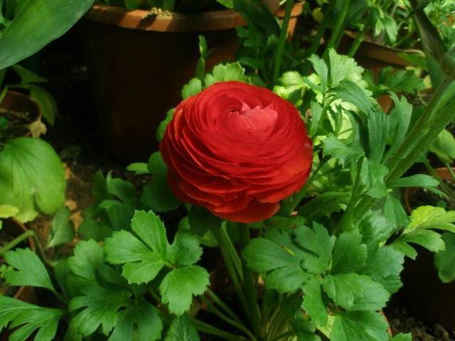 邻居种了1盆“芹菜”,却开出了“牡丹花”,花苞又大又鲜艳