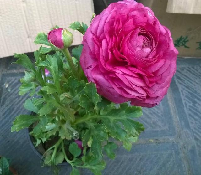 邻居种了1盆“芹菜”,却开出了“牡丹花”,花苞又大又鲜艳