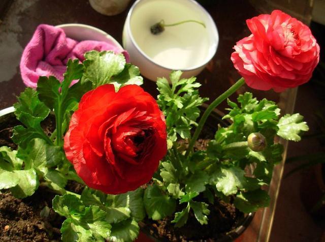 邻居种了1盆“芹菜”,却开出了“牡丹花”,花苞又大又鲜艳