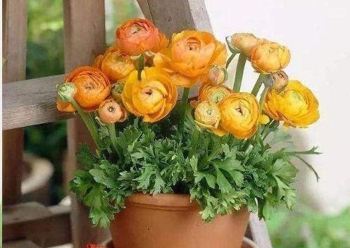 邻居种了1盆“芹菜”,却开出了“牡丹花”,花苞又大又鲜艳