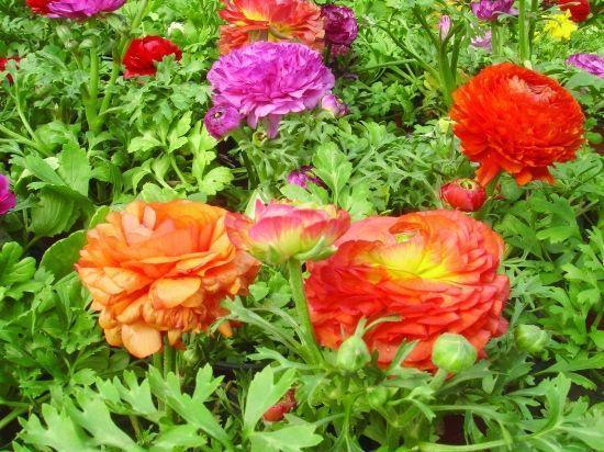 邻居种了1盆“芹菜”,却开出了“牡丹花”,花苞又大又鲜艳