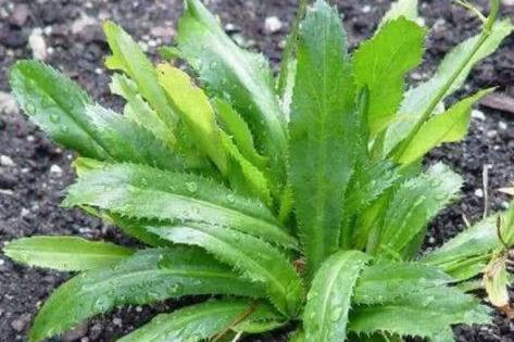 它长在农村常被误认成杂草,却是最好吃“香菜”,一斤30多块钱