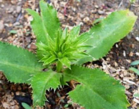 它长在农村常被误认成杂草,却是最好吃“香菜”,一斤30多块钱