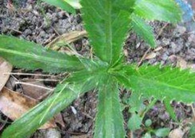 它长在农村常被误认成杂草,却是最好吃“香菜”,一斤30多块钱