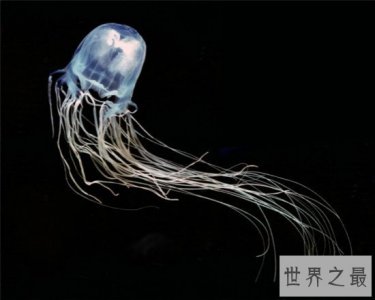 世界上最毒的水母,箱水母比毒蛇还毒(被刺中30秒内死亡)