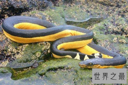 世界十大毒蛇分别是哪些 慢性毒液让你毫无察觉