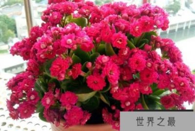 世界十大最旺风水的花,长寿花排第一位
