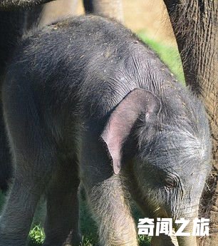 英国一大象怀孕2年平安分娩 幼崽踮脚喝奶(2)_