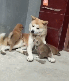 最贵的狗!(世界最贵的狗排名第一的品种)(图6) 最贵的狗!(世界最贵的狗排名第一的品种)(图6)