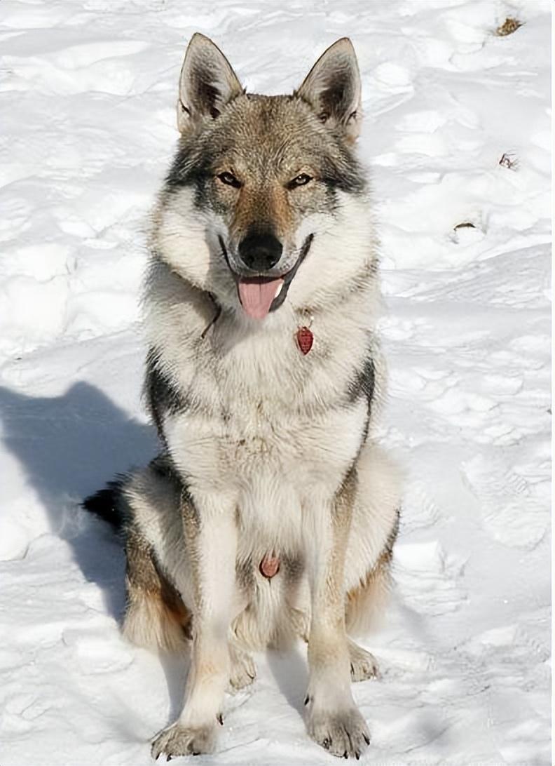 最贵的狗!(世界最贵的狗排名第一的品种)(图2) 最贵的狗!(世界最贵的狗排名第一的品种)(图2)